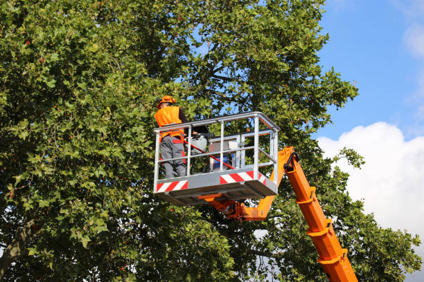 Best Emergency Tree Removal Services  in USA